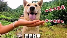 狗狗小视频大全搞笑