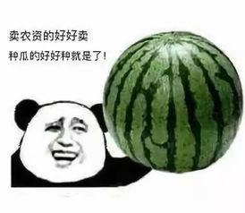 甜瓜载具爆料怎么做视频