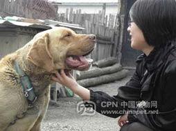 机械猛犬2在线播放