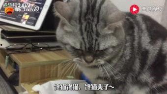 娱乐吃猫瓜